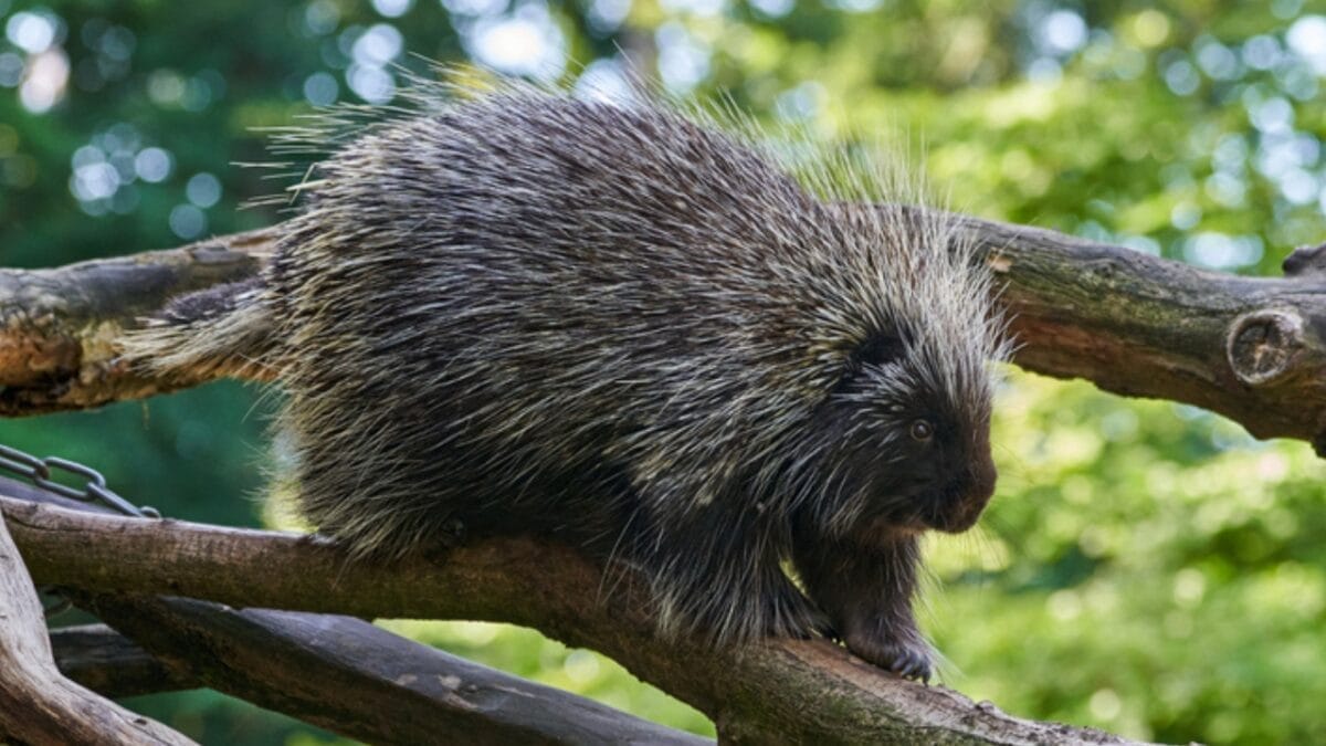 North America's Only Porcupines: Insights from a Recent Fossil Discovery 2 North America's Only Porcupines: Insights from a Recent Fossil Discovery - north american porcupine ss1856544943