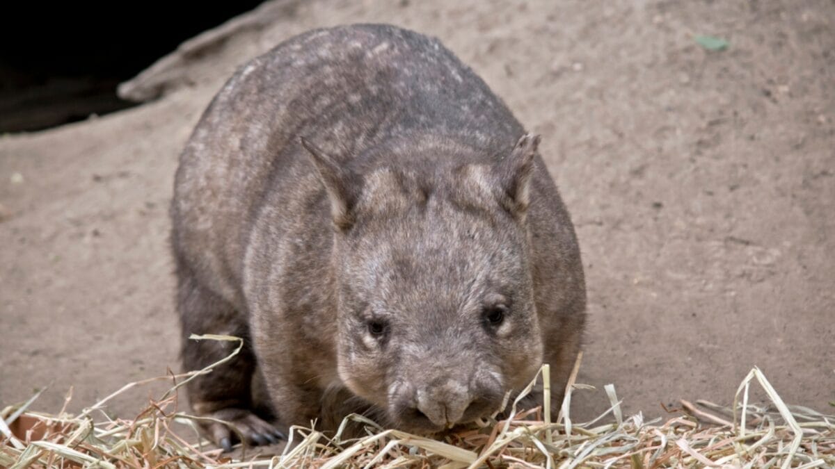 10 of the Rarest Animals on Earth 5 10 of the Rarest Animals on Earth - northern hairy nosed wombat dp210232608