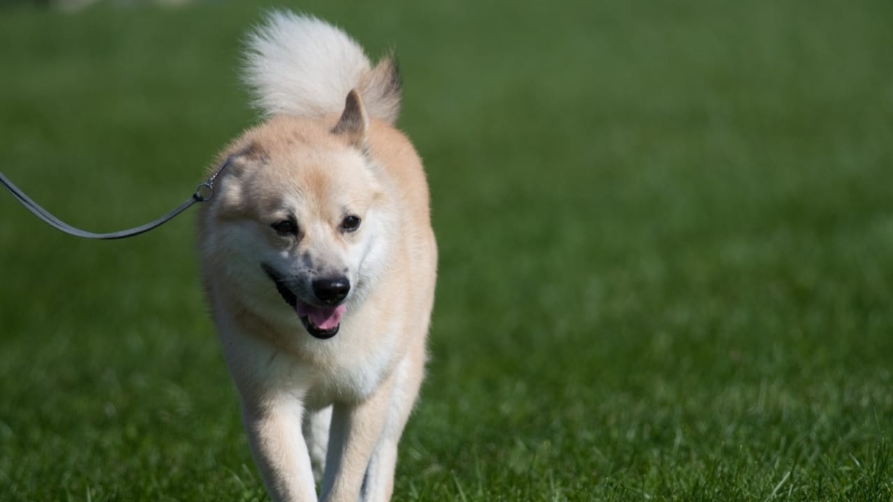 Norwegian Buhund: Why This Viking Dog Could Be Your Best Friend - norwegian buhund companion ss2149038237