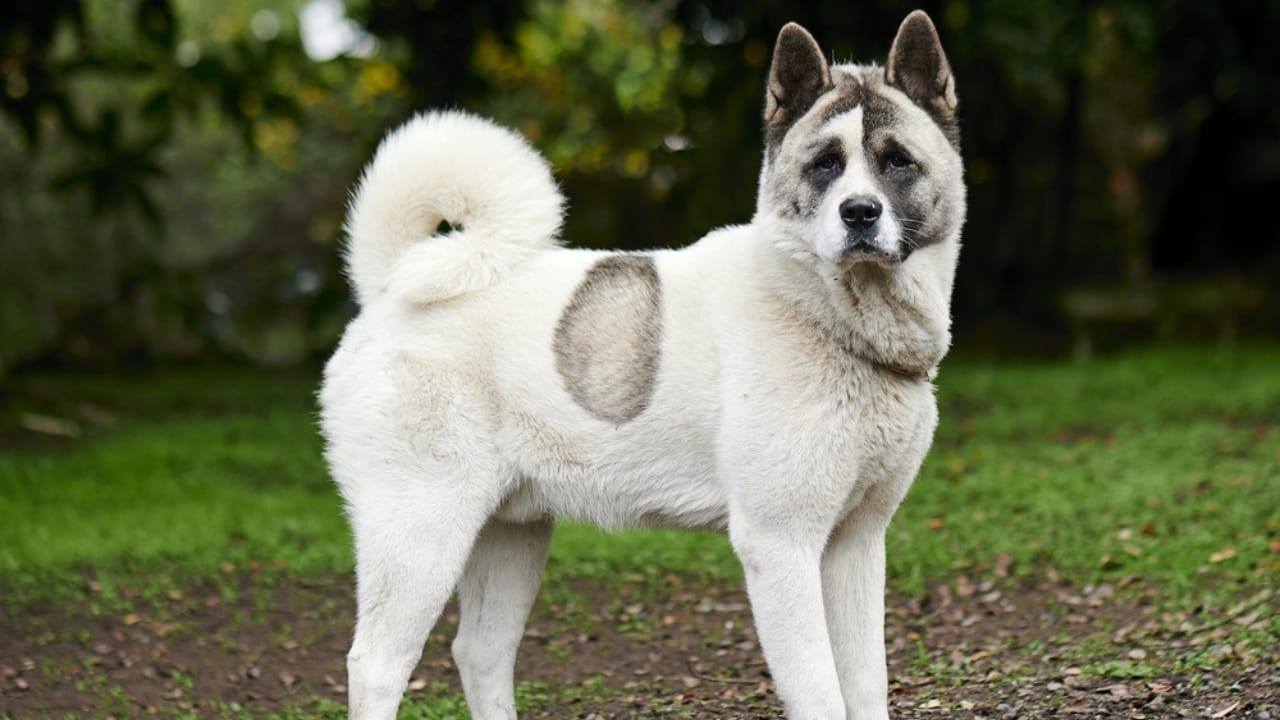 Meet the New Dog Breeds the AKC Has Recognized Since 2000 18 Meet the New Dog Breeds the AKC Has Recognized Since 2000 - norwegian buhund ss1769427431