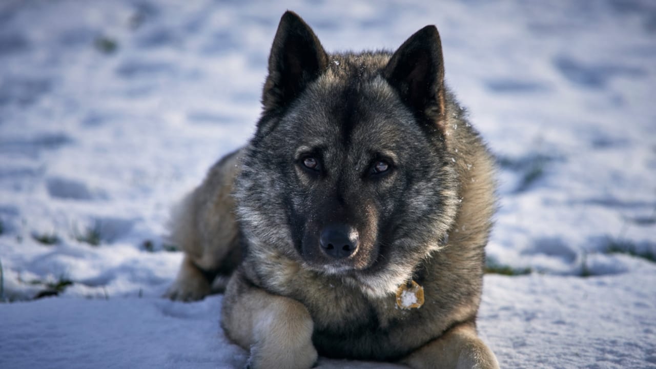 The Viking’s Best Friend: 9 Facts on Norwegian Elkhound Heritage - norwegian elkhound winter ss1253195833
