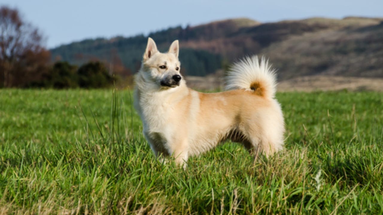 Norwegian Buhund: Why This Viking Dog Could Be Your Best Friend - norweigan buhund in grass ss164496686