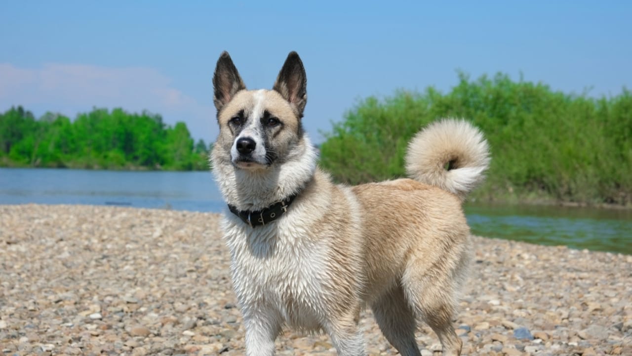 Norwegian Buhund: Why This Viking Dog Could Be Your Best Friend - norweigan buhund in water ss2061772538