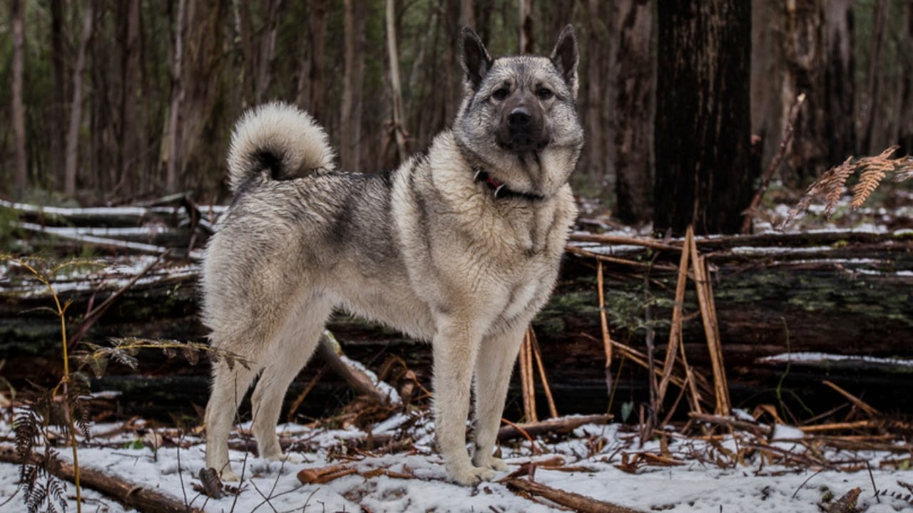 The Viking’s Best Friend: 9 Facts on Norwegian Elkhound Heritage - norweigan elkhound hunting ss1972748270