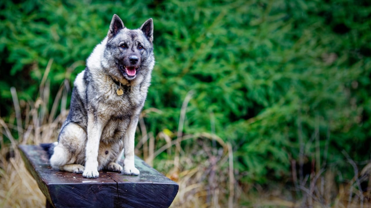 The Viking’s Best Friend: 9 Facts on Norwegian Elkhound Heritage - norweigan elkhound in forest ss1615556758