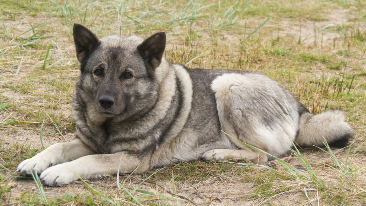 The Viking’s Best Friend: 9 Facts on Norwegian Elkhound Heritage - norweigan elkhound sitting ss362283626