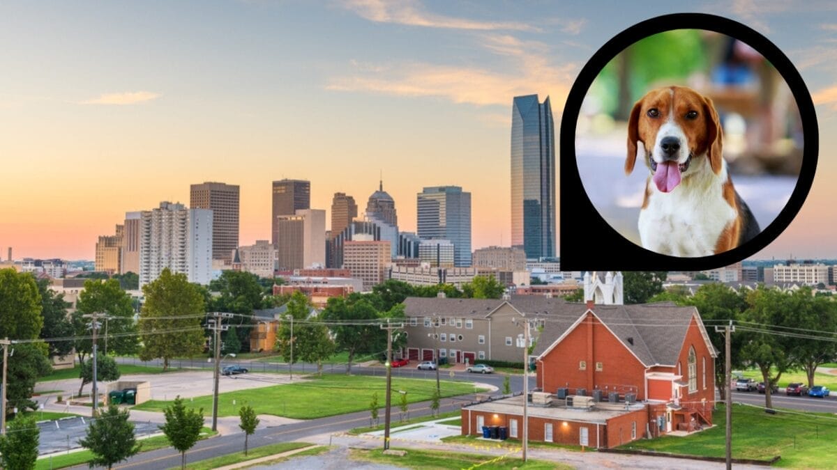 15 American Cities With the Cutest Dogs 2 15 American Cities With the Cutest Dogs - oklahoma city ss1709412925 dp281230554