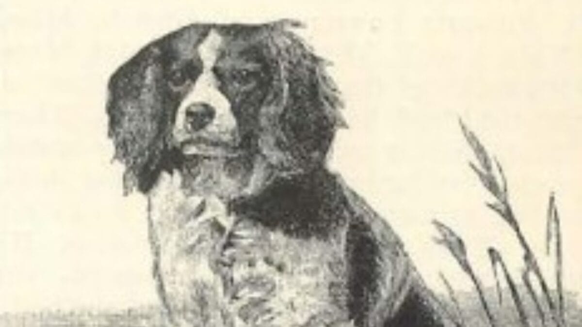 9 Dog Breeds That Once Roamed Earth But Now Are No Longer With Us - old english water spaniel wc