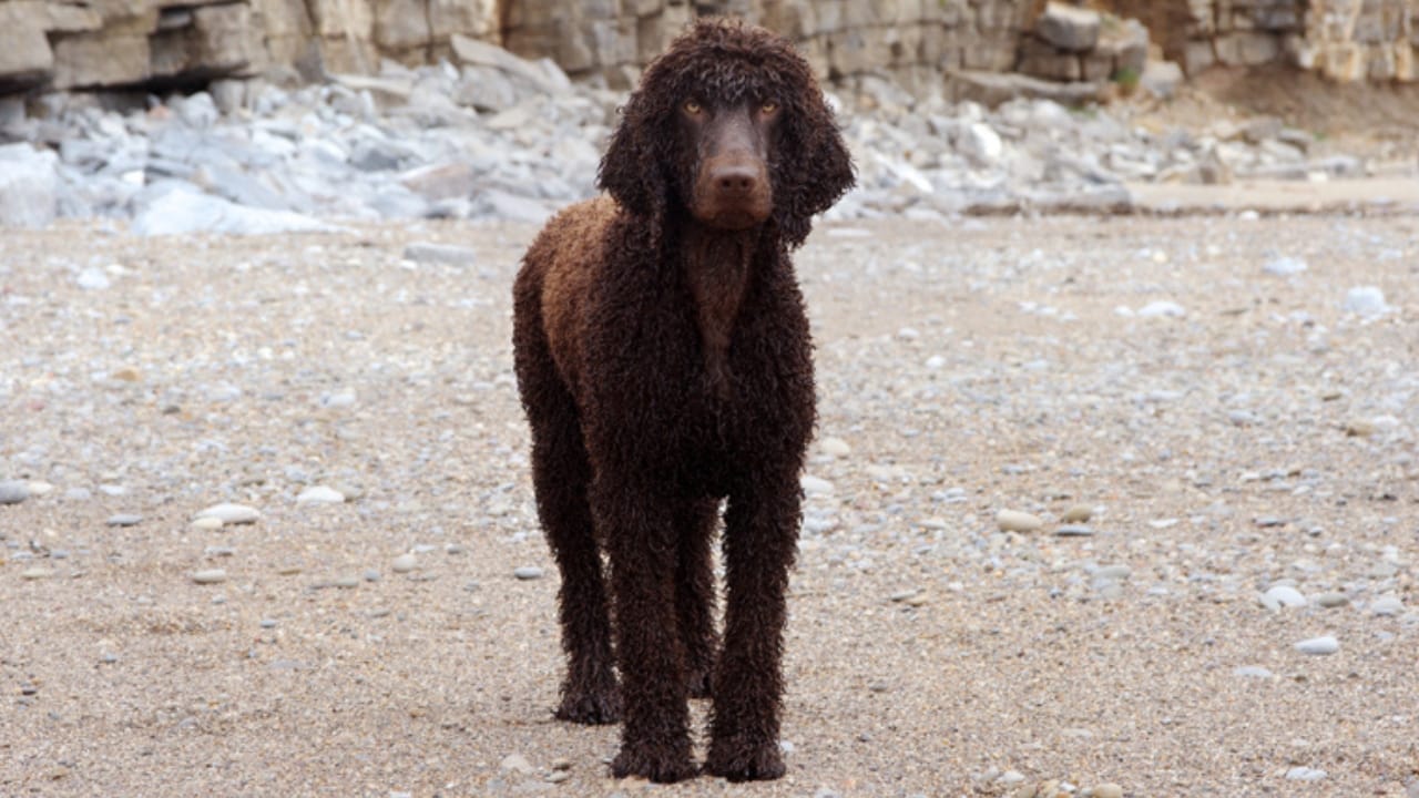 These Dogs Are Born Swimmers—and Your Perfect Water Buddies 14 These Dogs Are Born Swimmers—and Your Perfect Water Buddies - oldest irish water spaniel ss1410359264