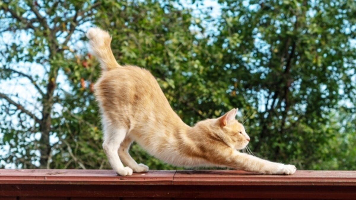 Why Cats Rule: 24 Reasons They're Better Than Dogs - orange cat stretching ss2060943797