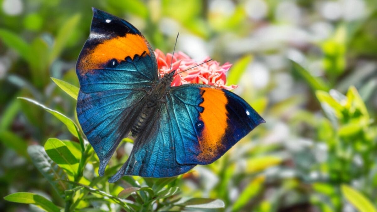 23 Dazzling Photos of the Most Colorful Butterflies on Earth 13 23 Dazzling Photos of the Most Colorful Butterflies on Earth - orange oakleaf butterfly dp123477976