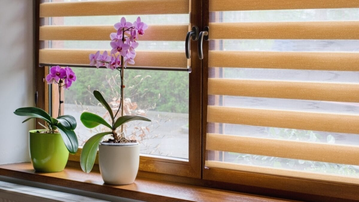 Keep Your Indoor Orchids Blooming for Months with These Simple Life-Extending Tips 3 Keep Your Indoor Orchids Blooming for Months with These Simple Life-Extending Tips - orchid in window ss2294493273
