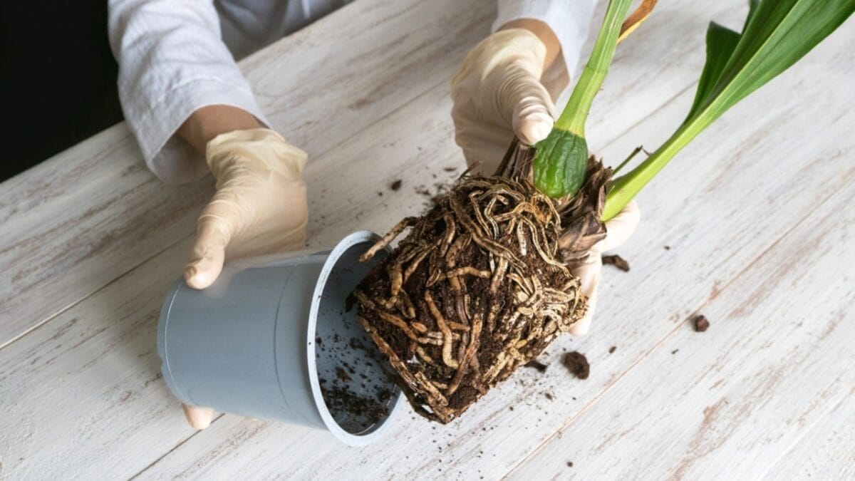Keep Your Indoor Orchids Blooming for Months with These Simple Life-Extending Tips 5 Keep Your Indoor Orchids Blooming for Months with These Simple Life-Extending Tips - orchid root ss2112491846