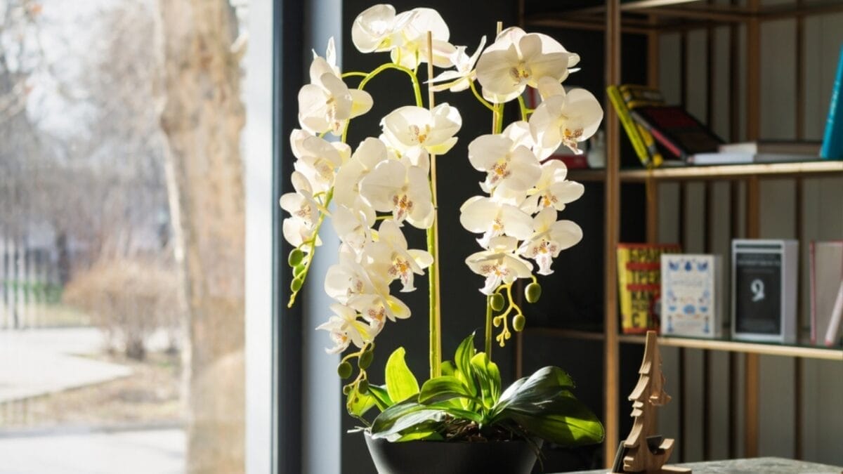 10 Common Orchid Plant Care Mistakes That Make Florists Cringe 4 10 Common Orchid Plant Care Mistakes That Make Florists Cringe - orchid ss2113098158