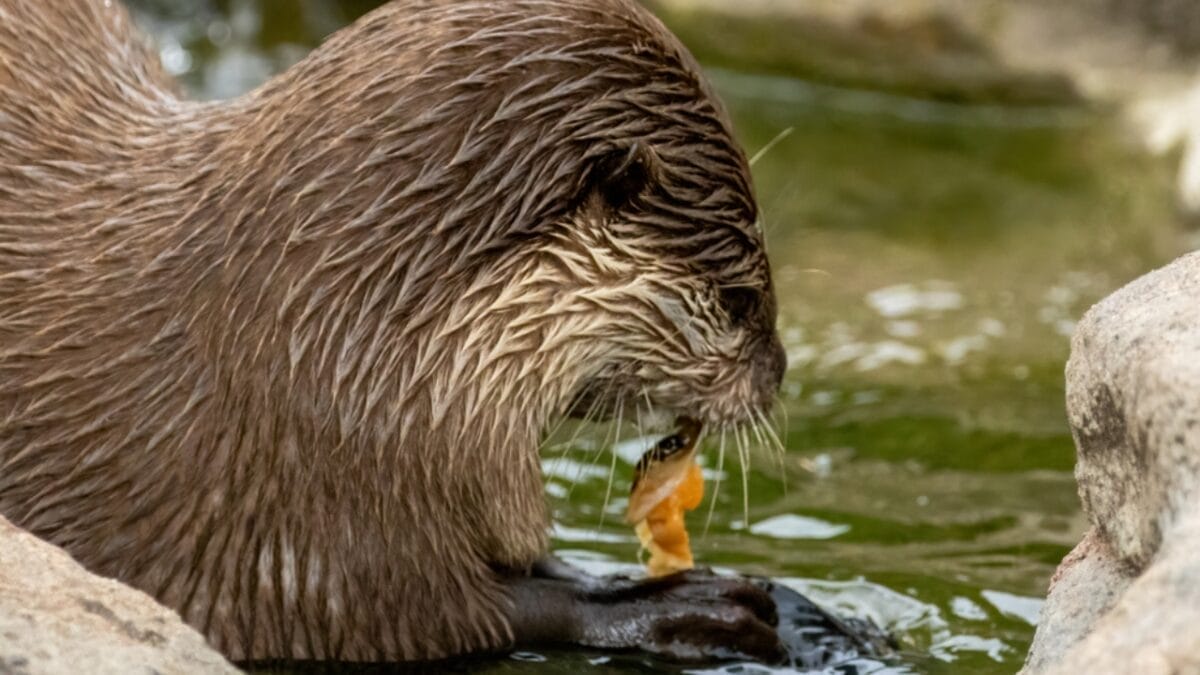 15 Quirky Facts About Otters That Will Make You Look at Them in a Whole New Light 3 15 Quirky Facts About Otters That Will Make You Look at Them in a Whole New Light - otter eating dp666673284