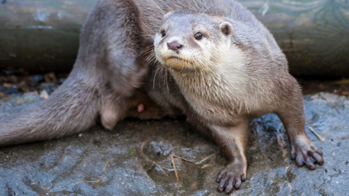 15 Quirky Facts About Otters That Will Make You Look at Them in a Whole New Light 15 15 Quirky Facts About Otters That Will Make You Look at Them in a Whole New Light - otter feet dp13832676