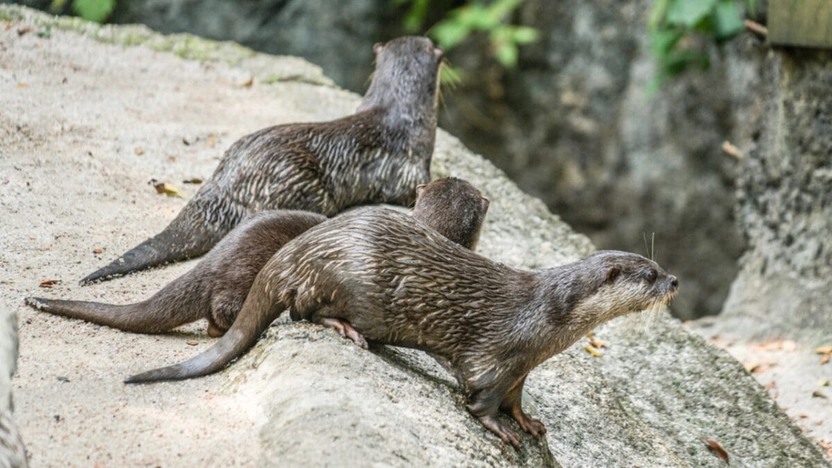 15 Quirky Facts About Otters That Will Make You Look at Them in a Whole New Light 11 15 Quirky Facts About Otters That Will Make You Look at Them in a Whole New Light - otter grooming dp315693532