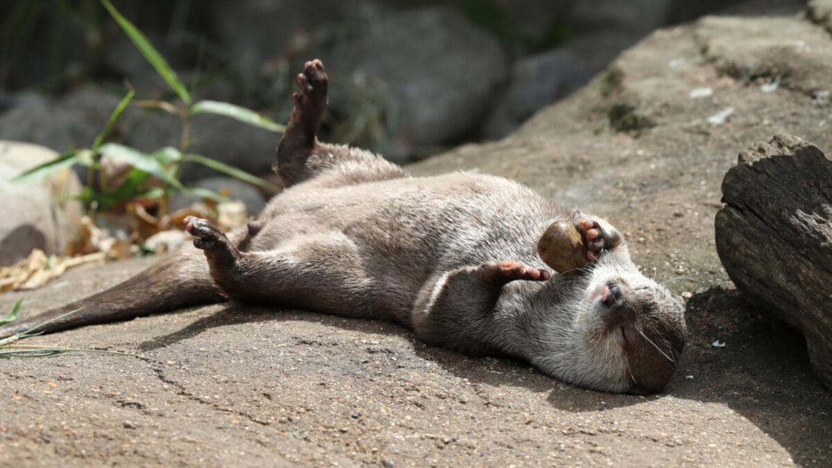 15 Quirky Facts About Otters That Will Make You Look at Them in a Whole New Light 7 15 Quirky Facts About Otters That Will Make You Look at Them in a Whole New Light - otter playing dp203079442