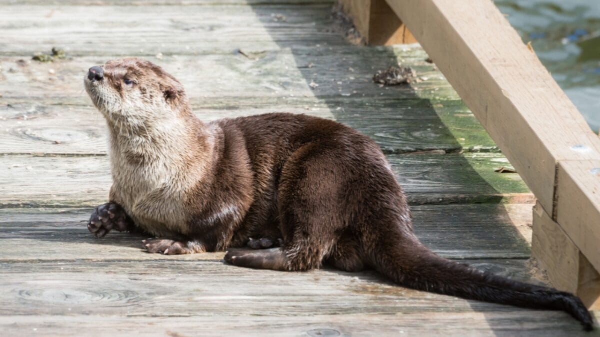 15 Quirky Facts About Otters That Will Make You Look at Them in a Whole New Light 5 15 Quirky Facts About Otters That Will Make You Look at Them in a Whole New Light - otter sitting dp344097830