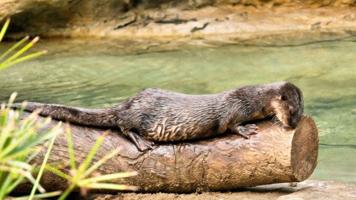 15 Quirky Facts About Otters That Will Make You Look at Them in a Whole New Light 4 15 Quirky Facts About Otters That Will Make You Look at Them in a Whole New Light - otter sleeping dp25294313