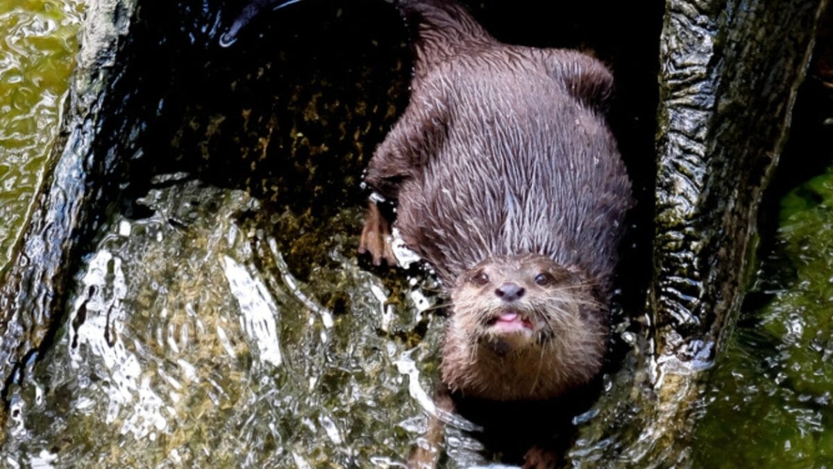 15 Quirky Facts About Otters That Will Make You Look at Them in a Whole New Light 14 15 Quirky Facts About Otters That Will Make You Look at Them in a Whole New Light - otter sliding dp208032364