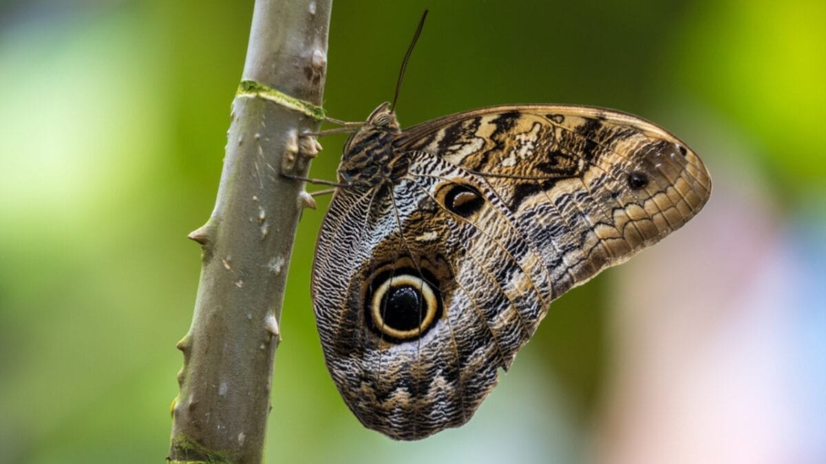 23 Dazzling Photos of the Most Colorful Butterflies on Earth 15 23 Dazzling Photos of the Most Colorful Butterflies on Earth - owl butterfly dp257416486