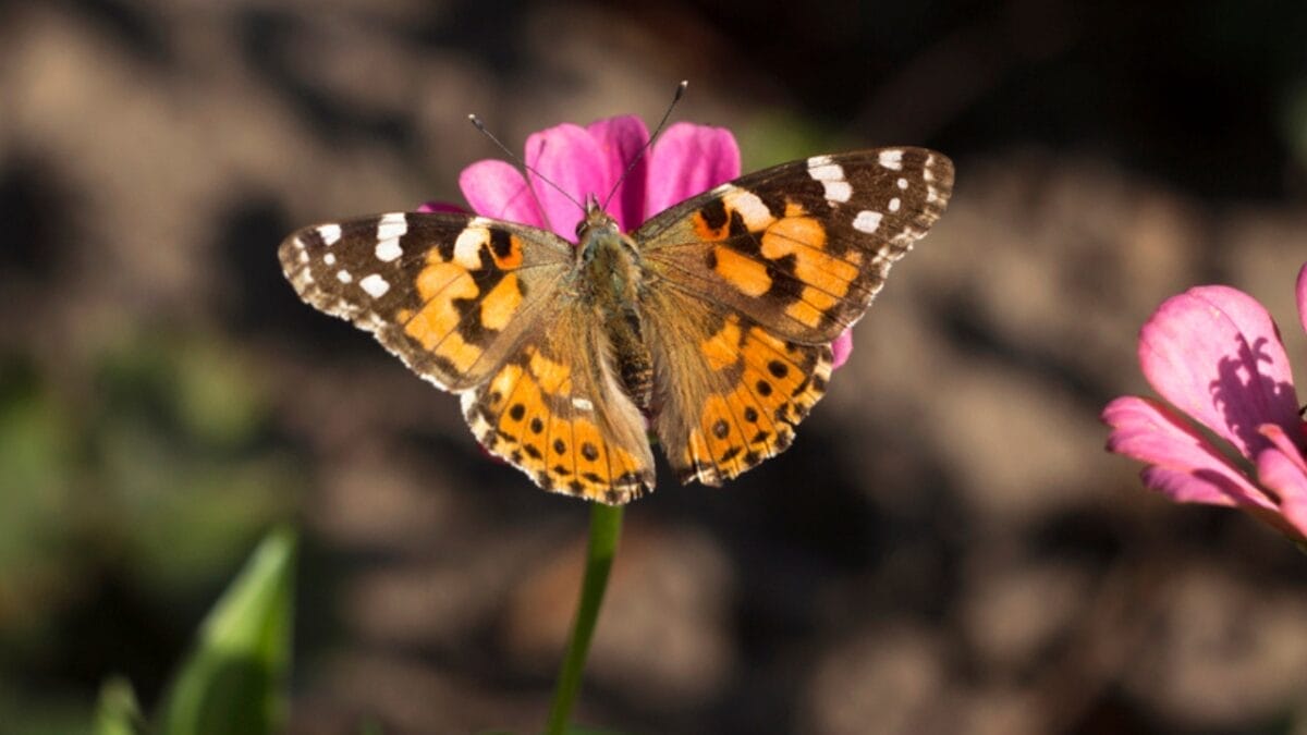 23 Dazzling Photos of the Most Colorful Butterflies on Earth 5 23 Dazzling Photos of the Most Colorful Butterflies on Earth - painted lady butterfly dp443415376
