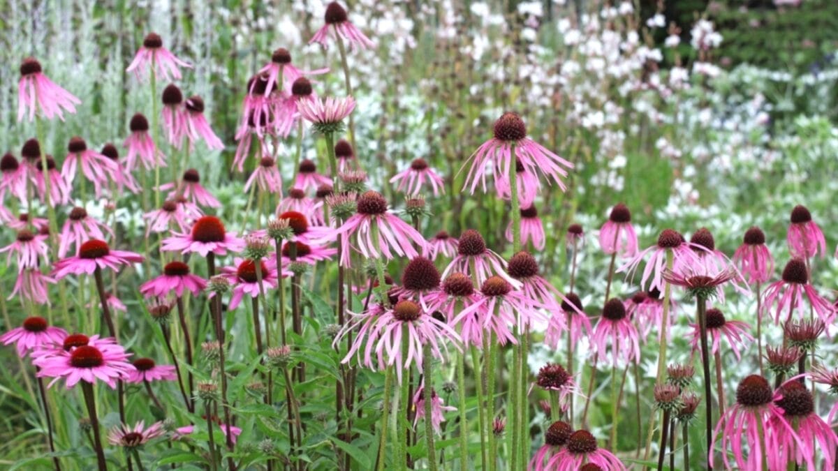15 Plants Perfect for Starting Your Homegrown Tea Garden - pale purple coneflower ss2094353644