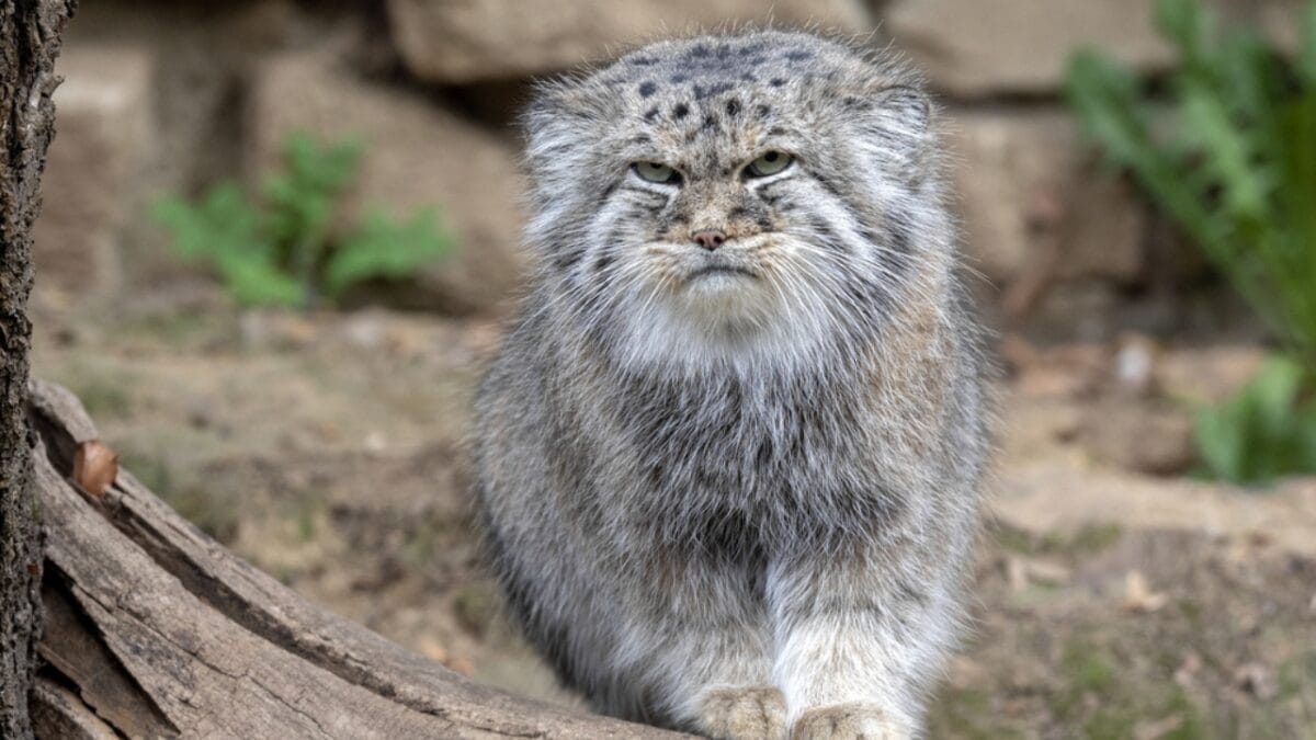 10 Majestic Wild Cats You've Never Heard of (But Will Never Forget) 5 10 Majestic Wild Cats You've Never Heard of (But Will Never Forget) - pallas cat dp221600264