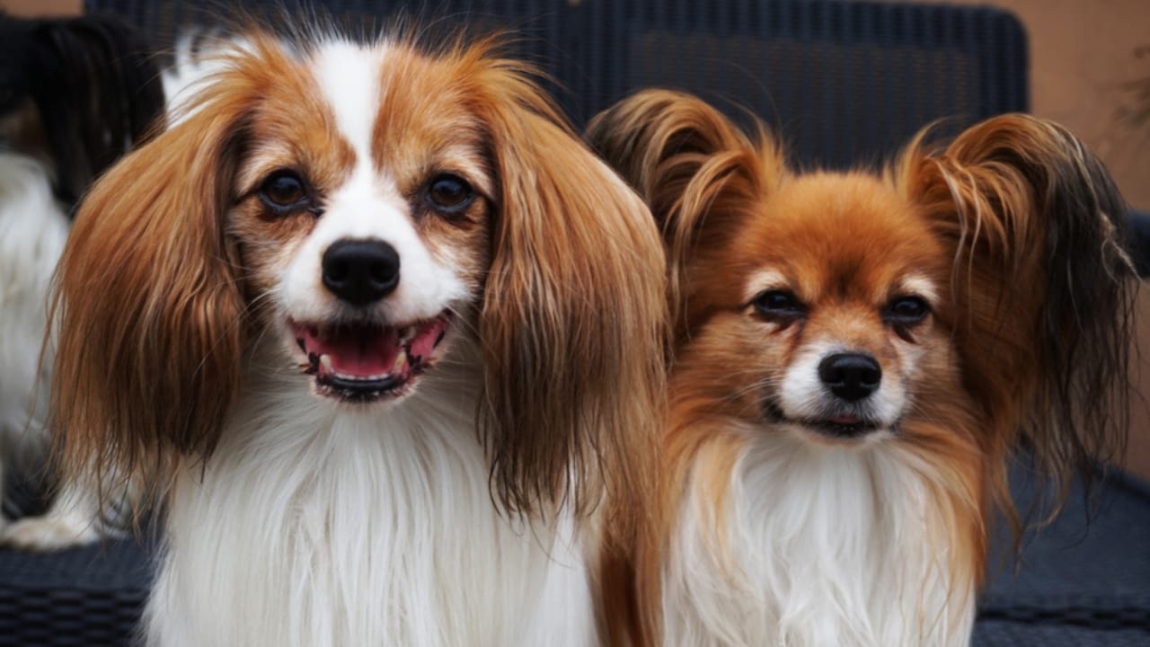 23 Dogs That Thrive on Love and Attention 17 23 Dogs That Thrive on Love and Attention - papillon and phalene dog ss1200012658