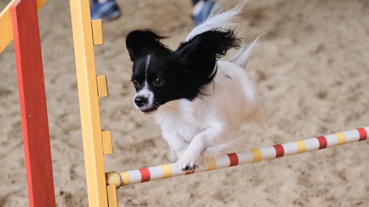 10 Papillon Dog Facts Every Pet Lover Should Know 4 10 Papillon Dog Facts Every Pet Lover Should Know - papillon dog athlete ss2044727111
