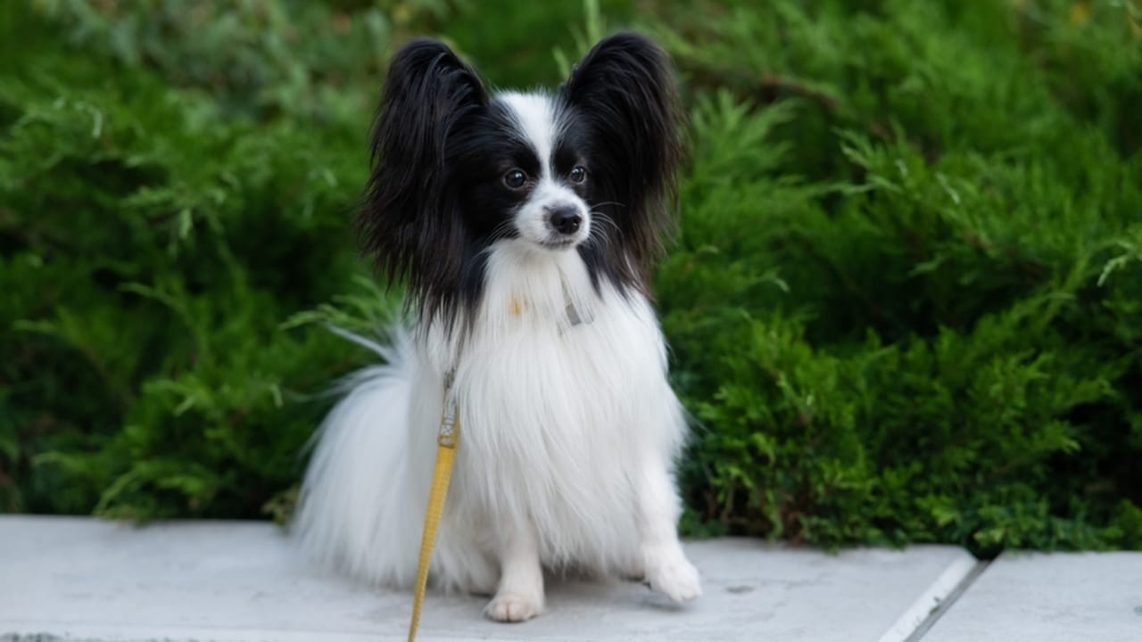 10 Papillon Dog Facts Every Pet Lover Should Know 2 10 Papillon Dog Facts Every Pet Lover Should Know - papillon dog butterfly ss2313053105