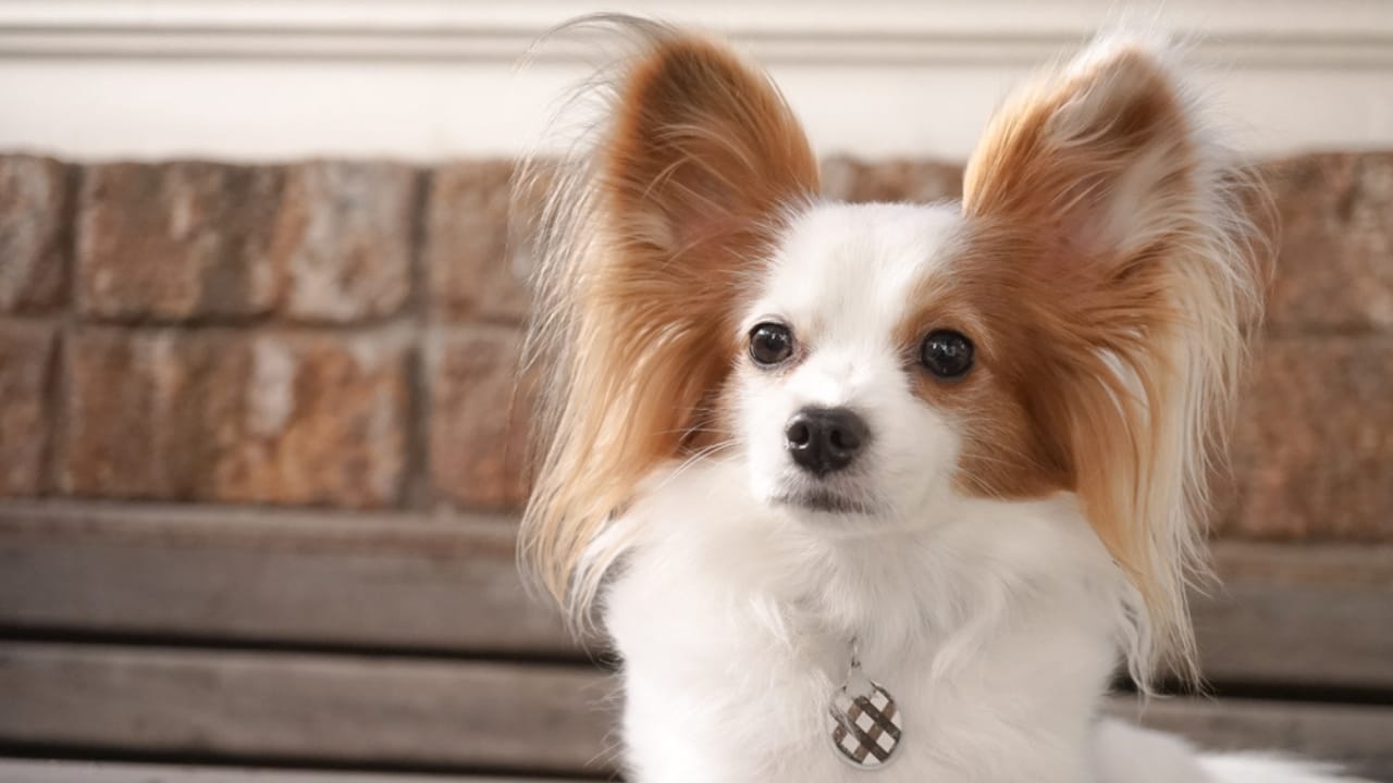 Meet the Brainiest Dog Breeds: 14 Canine Geniuses 10 Meet the Brainiest Dog Breeds: 14 Canine Geniuses - papillon dog stare ss784521142