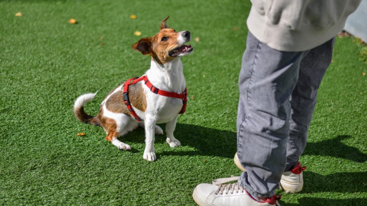 10 Steps to a Well-Mannered Parson Russell Terrier 10 10 Steps to a Well-Mannered Parson Russell Terrier - parson russell terrier in yard ss1812401932
