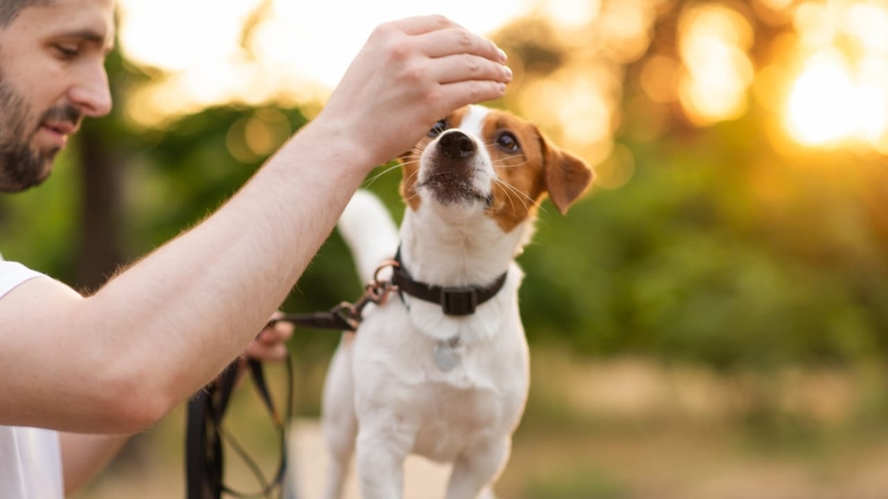 10 Steps to a Well-Mannered Parson Russell Terrier 2 10 Steps to a Well-Mannered Parson Russell Terrier - parson russell terrier treats ss2497179327