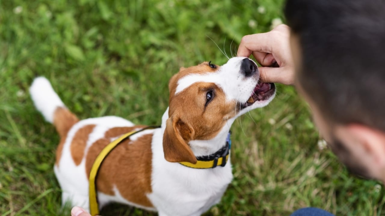 10 Steps to a Well-Mannered Parson Russell Terrier 7 10 Steps to a Well-Mannered Parson Russell Terrier - parson russell terrier with owner ss2212318463