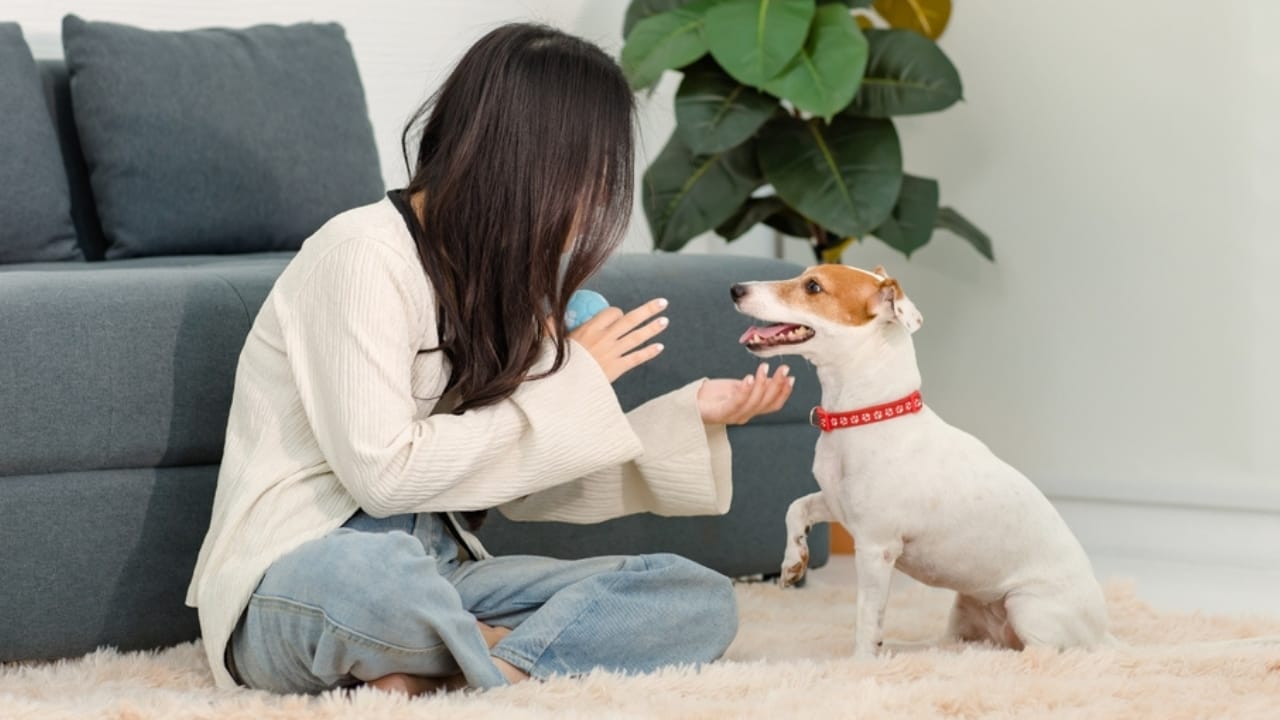 10 Steps to a Well-Mannered Parson Russell Terrier 3 10 Steps to a Well-Mannered Parson Russell Terrier - parson russell terrier with owner ss2319893567