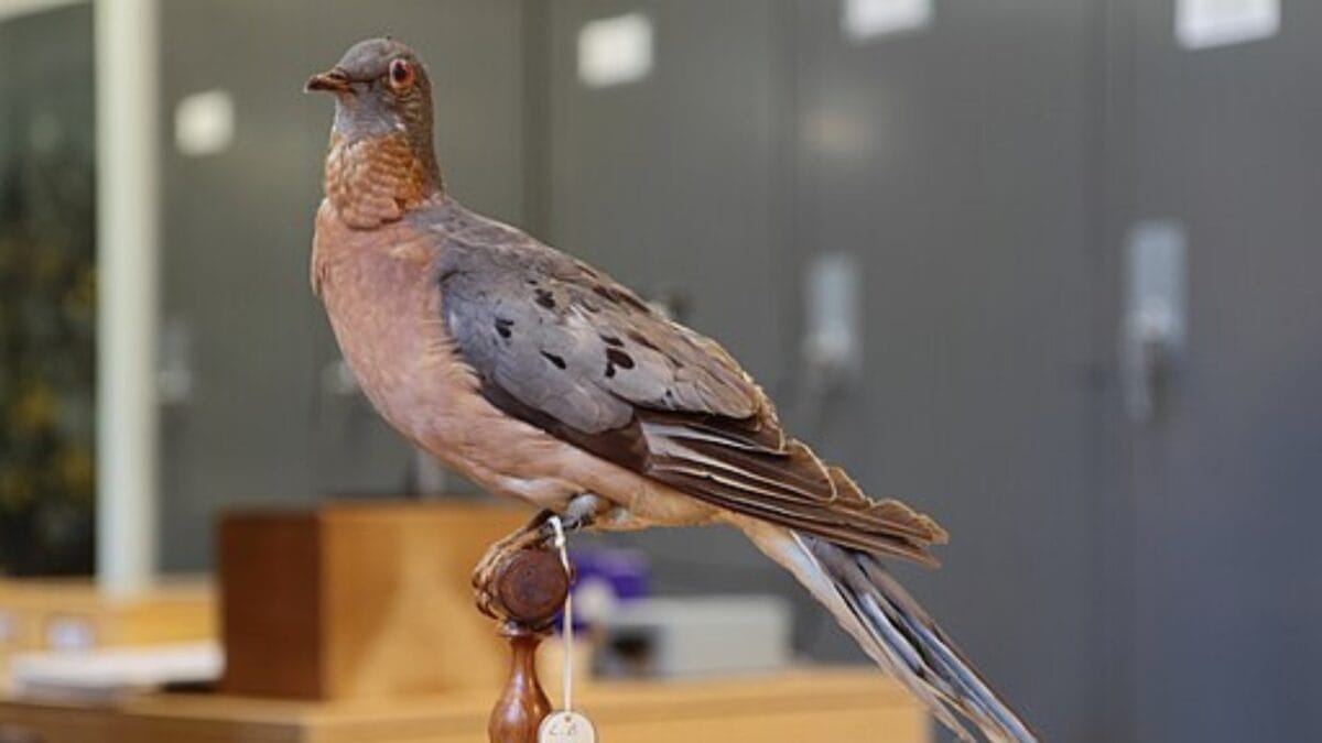 The Lazarus Effect: Could These 15 Extinct Creatures Walk the Earth Again? 4 The Lazarus Effect: Could These 15 Extinct Creatures Walk the Earth Again? - passenger pigeon wc