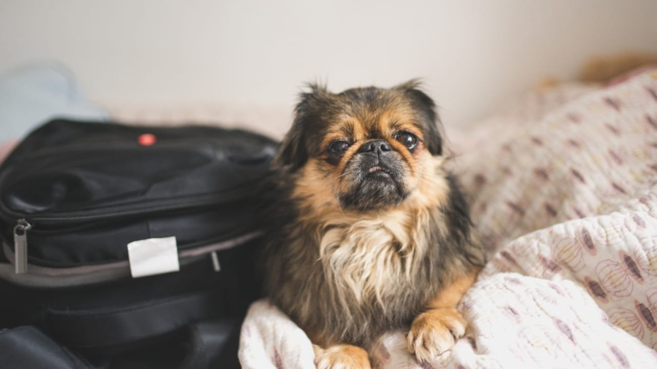 10 Reasons the Pekingese Deserves Its Royal Reputation 4 10 Reasons the Pekingese Deserves Its Royal Reputation - pekingese authority ss1039134922