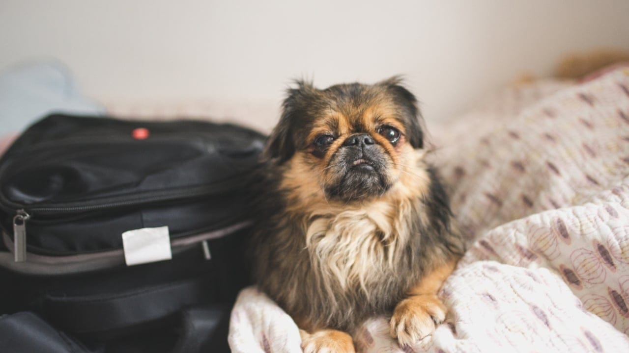 10 Reasons the Pekingese Deserves Its Royal Reputation - pekingese authority ss1039134922