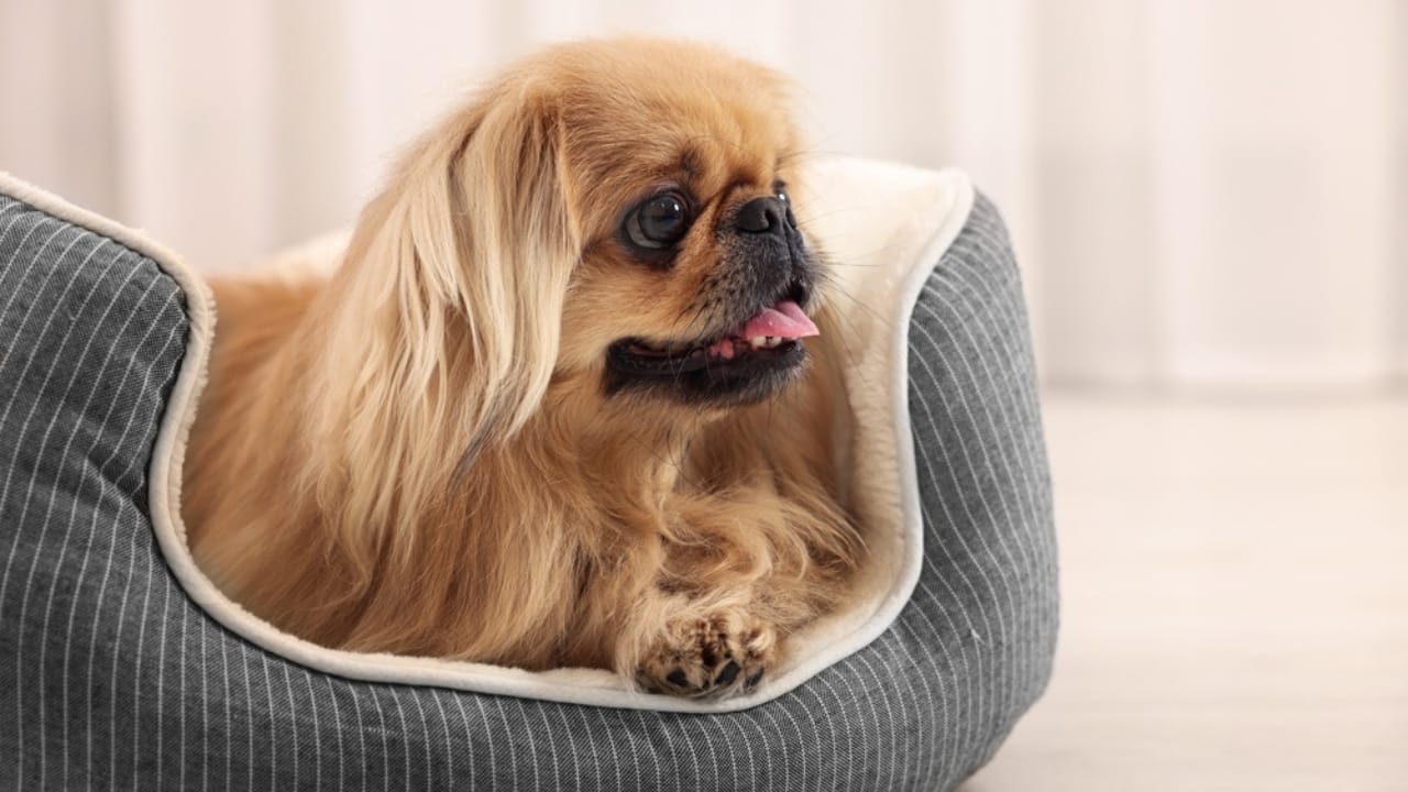 10 Reasons the Pekingese Deserves Its Royal Reputation 7 10 Reasons the Pekingese Deserves Its Royal Reputation - pekingese in bed ss2263588917