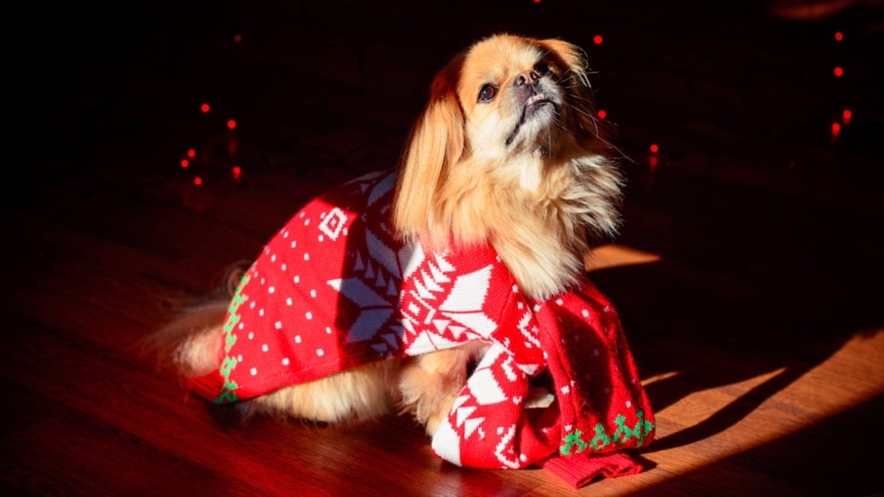 10 Reasons the Pekingese Deserves Its Royal Reputation - pekingese spotlight ss741315892
