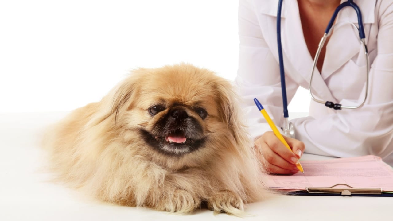 10 Reasons the Pekingese Deserves Its Royal Reputation - pekingese vet ss69097240