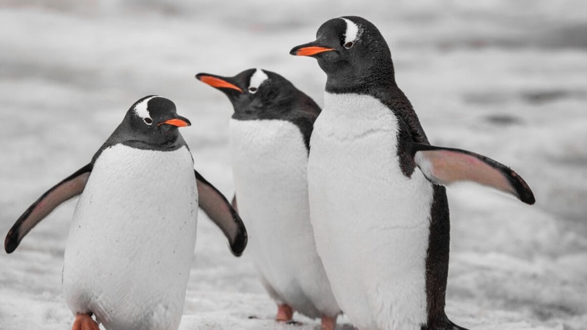 15 Bird Facts That Will Make Us All Birders in the U.S. 10 15 Bird Facts That Will Make Us All Birders in the U.S. - penguin dp197733658