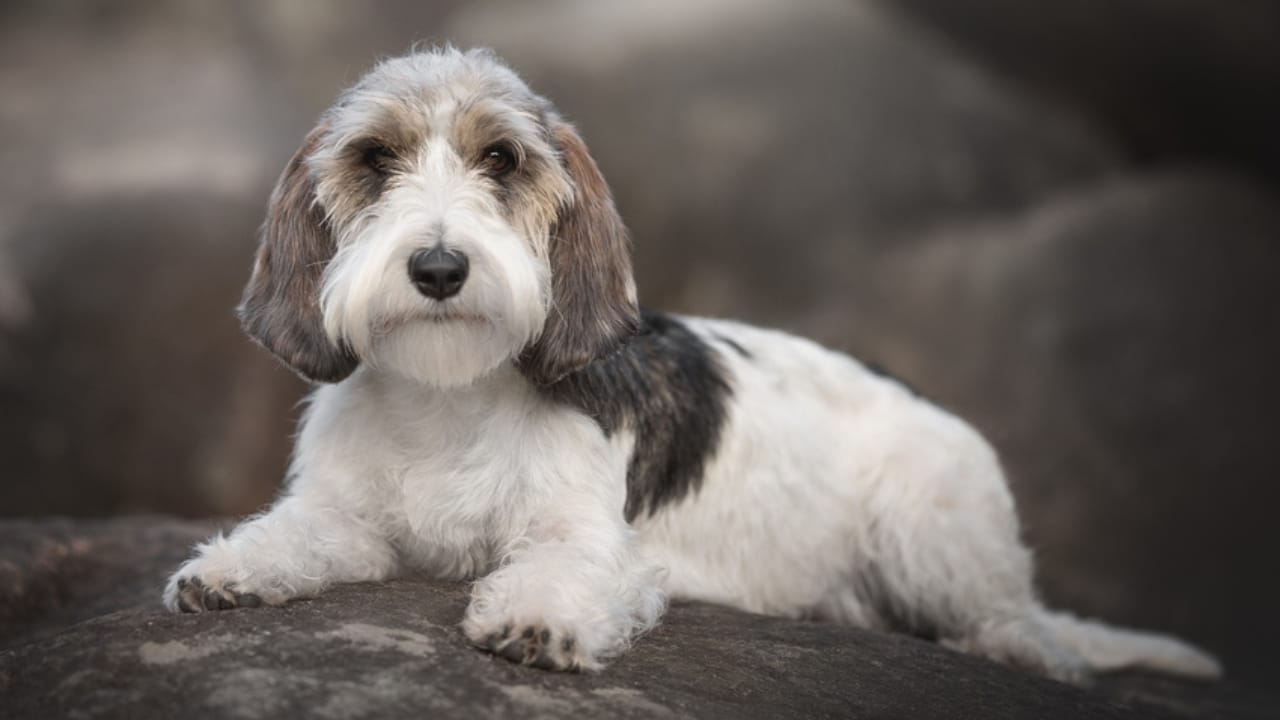 Petit Basset Griffon Vendeen: 7 Reasons This Hound Stands Out - petit basset griffon sitting ss2313741383