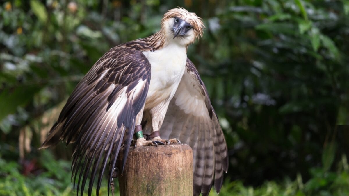 10 of the Rarest Animals on Earth 11 10 of the Rarest Animals on Earth - philippine eagle ss183774455