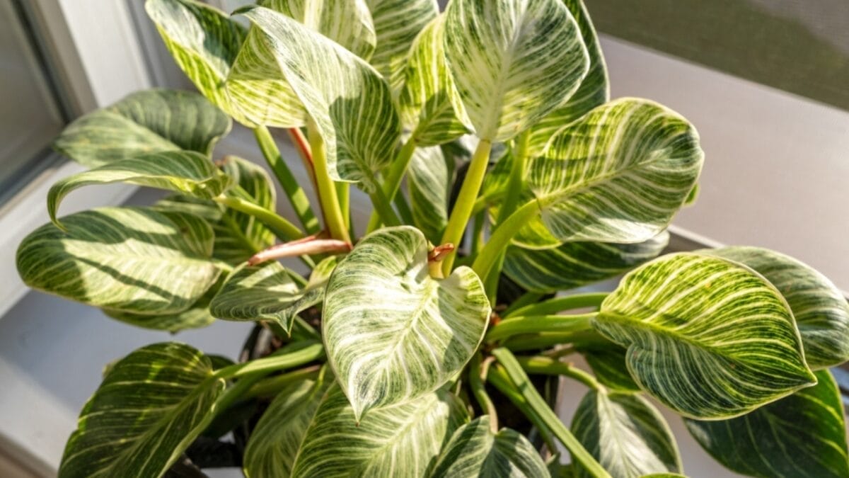 18 Plants That Flourish in Humid Bathrooms 19 18 Plants That Flourish in Humid Bathrooms - philodendron plant ss2364015831