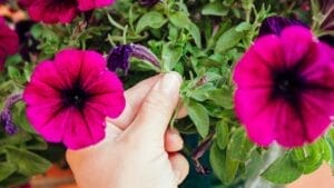 18 Flowers So Easy to Grow, Even a Newbie Can Do It 1 18 Flowers So Easy to Grow, Even a Newbie Can Do It - pinching pink flower ss2172339075