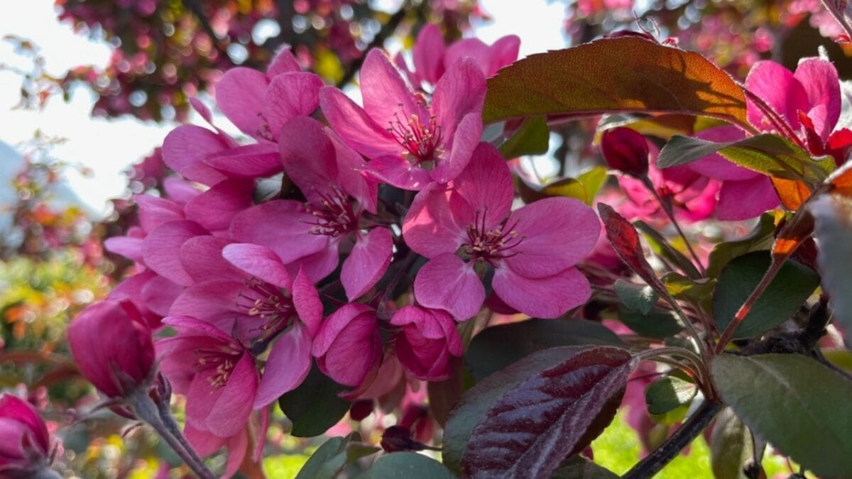 15 Pink Flowering Trees to Add a Splash of Color to Your Garden - pink crabapple flower ss2163660937