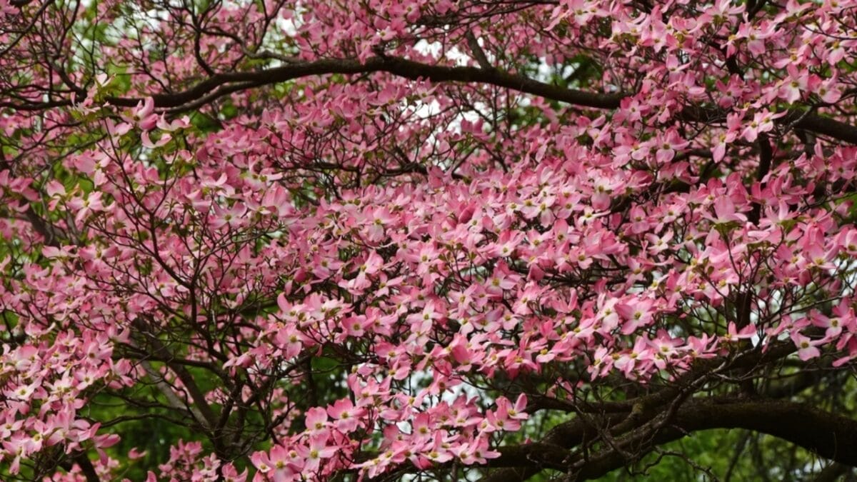 23 Flowering Plants & Herbs That Offer Food for Birds 11 23 Flowering Plants & Herbs That Offer Food for Birds - pink dogwood ss2294804671